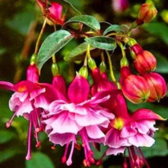 Pink Fuchsia Petunia Seeds - Flower Plant