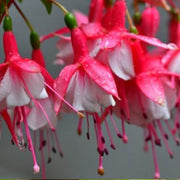 Pink Fuchsia Petunia Seeds - Flower Plant