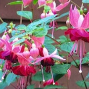 Pink Fuchsia Petunia Seeds - Flower Plant