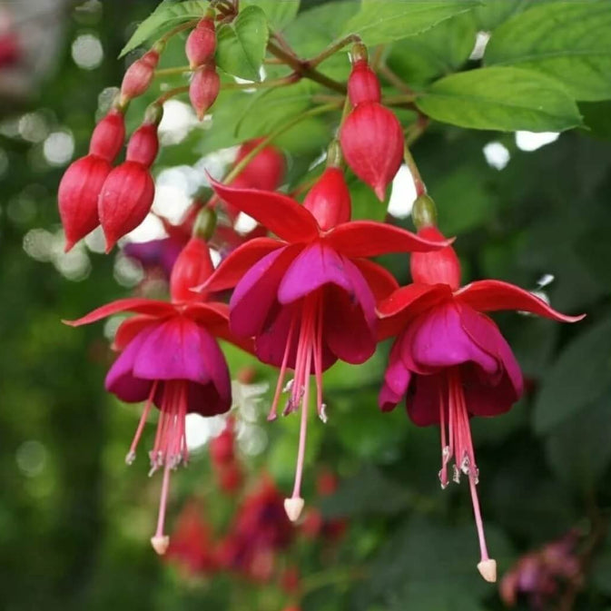 Pink Fuchsia Seeds - Flower Plant