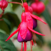 Pink Fuchsia Seeds - Flower Plant