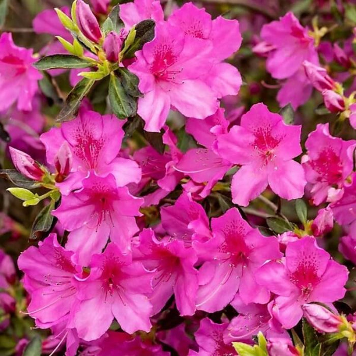 Pink Green Azalea Seeds - Flower Plant