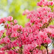 Pink Green Azalea Seeds - Flower Plant