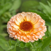 Pink Heirloom Calendula Seeds