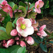 Hellebore Seeds – Helleborus spp.