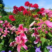 Pink Hollyhock Seeds