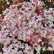 Pink Jasmine Seeds - Flower Plant
