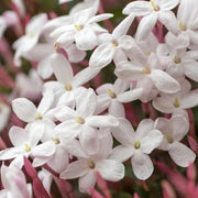 Pink Jasmine Seeds - Flower Plant