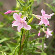 Pink Jasmine Seeds - Flower Plant