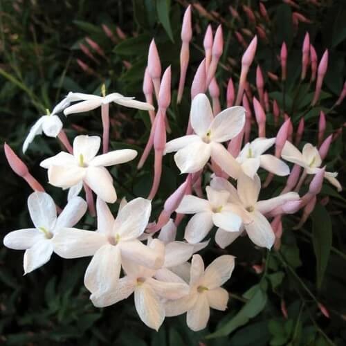 Pink Jasmine Seeds - Flower Plant
