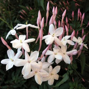 Pink Jasmine Seeds - Flower Plant