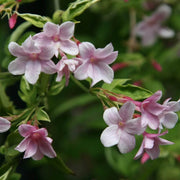 Pink Jasmine Seeds - Flower Plant