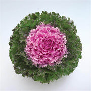 Pink Kale Seeds