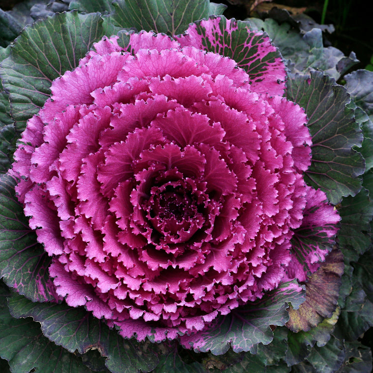 Pink Kale Seeds