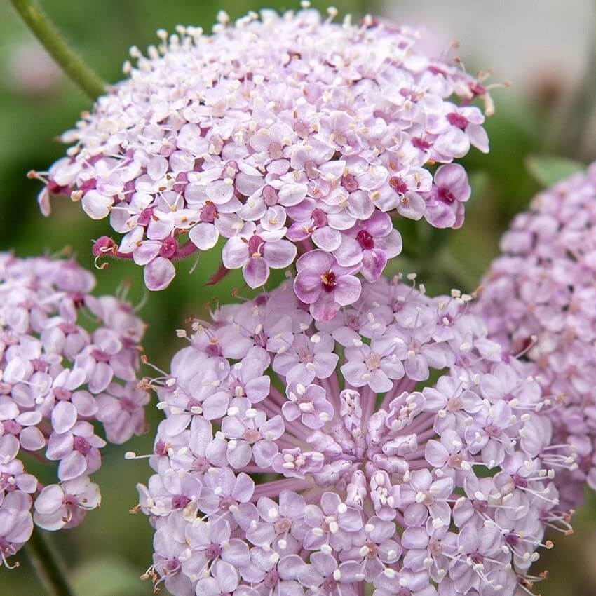 Wildflower Mix Pink Lace Seeds
