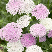 Wildflower Mix Pink Lace Seeds