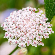 Wildflower Mix Pink Lace Seeds