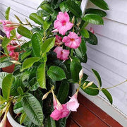 Pink Seeds, Mandevilla sanderi Flower Seeds