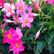 Pink Seeds, Mandevilla sanderi Flower Seeds