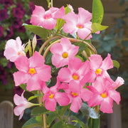 Pink Seeds, Mandevilla sanderi Flower Seeds