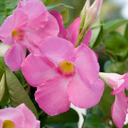 Pink Seeds, Mandevilla sanderi Flower Seeds
