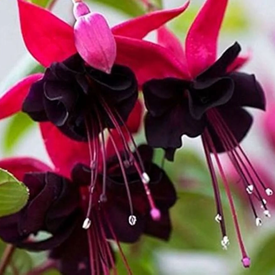 Pink Maroon Fuchsia Seeds - Flower Plant