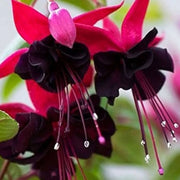 Pink Maroon Fuchsia Seeds - Flower Plant