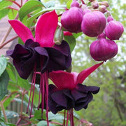 Pink Maroon Fuchsia Seeds - Flower Plant