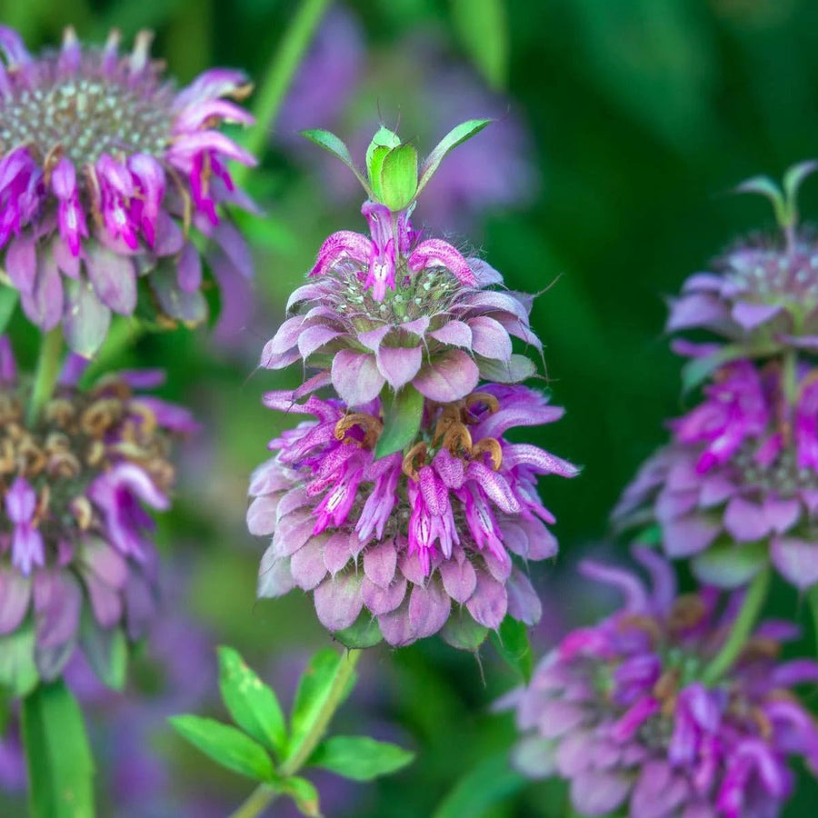 Pink Mint Seeds, Herbal