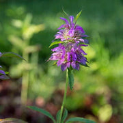 Pink Mint Seeds, Herbal