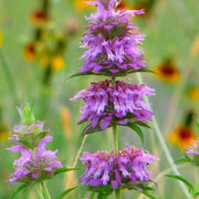 Pink Mint Seeds, Herbal