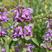 Pink Mint Seeds, Herbal