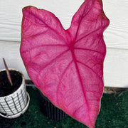 Pink Mix Caladium Seeds, Herbal