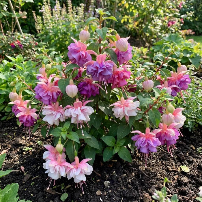 Pink Mix Fuchsia Seeds - Flower Plant