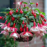 Pink Mix Fuchsia Seeds - Flower Plant