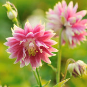Windflower Pink Nora Barlow Seeds