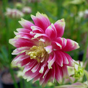 Windflower Pink Nora Barlow Seeds
