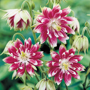 Windflower Pink Nora Barlow Seeds