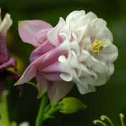 Pink Petticoat Aquilegia Seeds