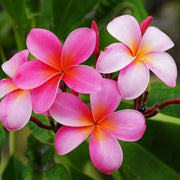 Pink Plumeria Seeds - Flower Plant