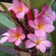 Pink Plumeria Seeds - Flower Plant