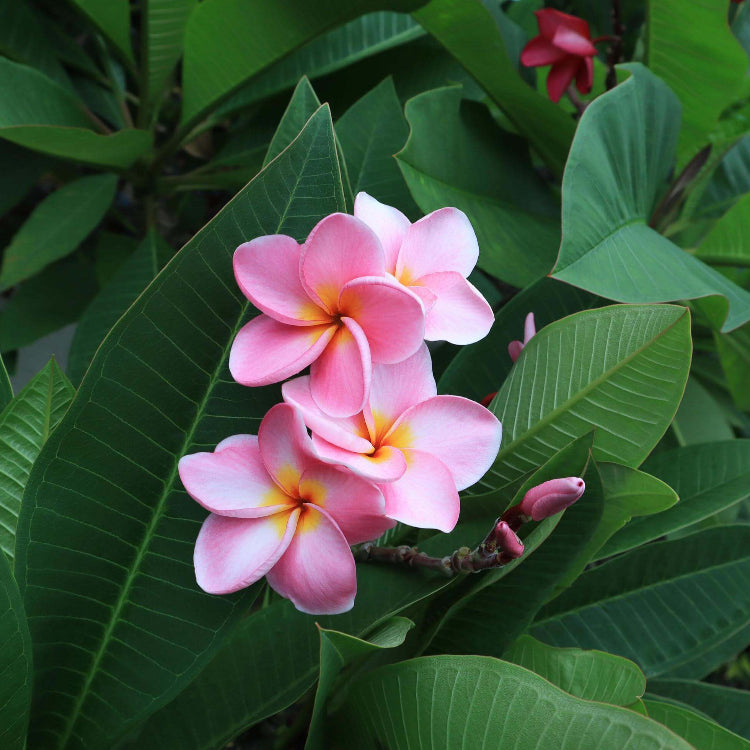 Pink Plumeria Seeds - Flower Plant