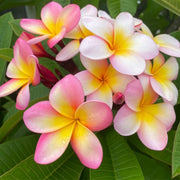 Pink Plumeria Seeds - Flower Plant
