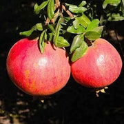 Pink Pomegranate Seeds