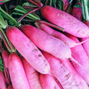 Pink Radish Seeds