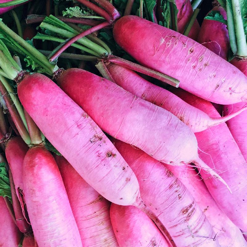 Pink Radish Seeds