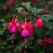 Pink Red Fuchsia Seeds - Flower Plant