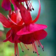 Pink Red Fuchsia Seeds - Flower Plant