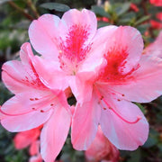 Pink Rhododendron Azalea Seeds - Flower Plant