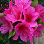 Pink Rhododendron Azalea Seeds - Flower Plant